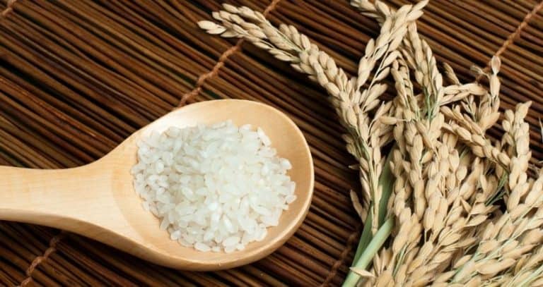 Baldeng Rice What Is Baldo Rice? (Type Of Rice, Origins, Taste + More)